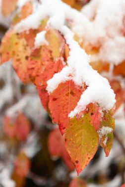 Fall Leaves in the Snow.  Copyright Nate Young and Crux Photo.