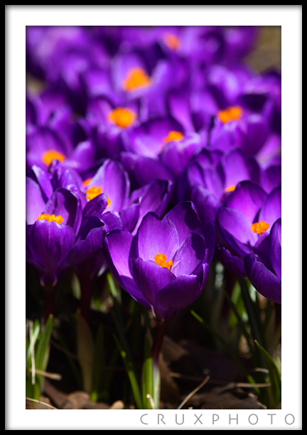 Crocus Blooms. Copyright Nate Young and Crux Photo.