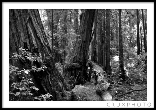 Redwood Trees in Muir Woods outside of San Francisco